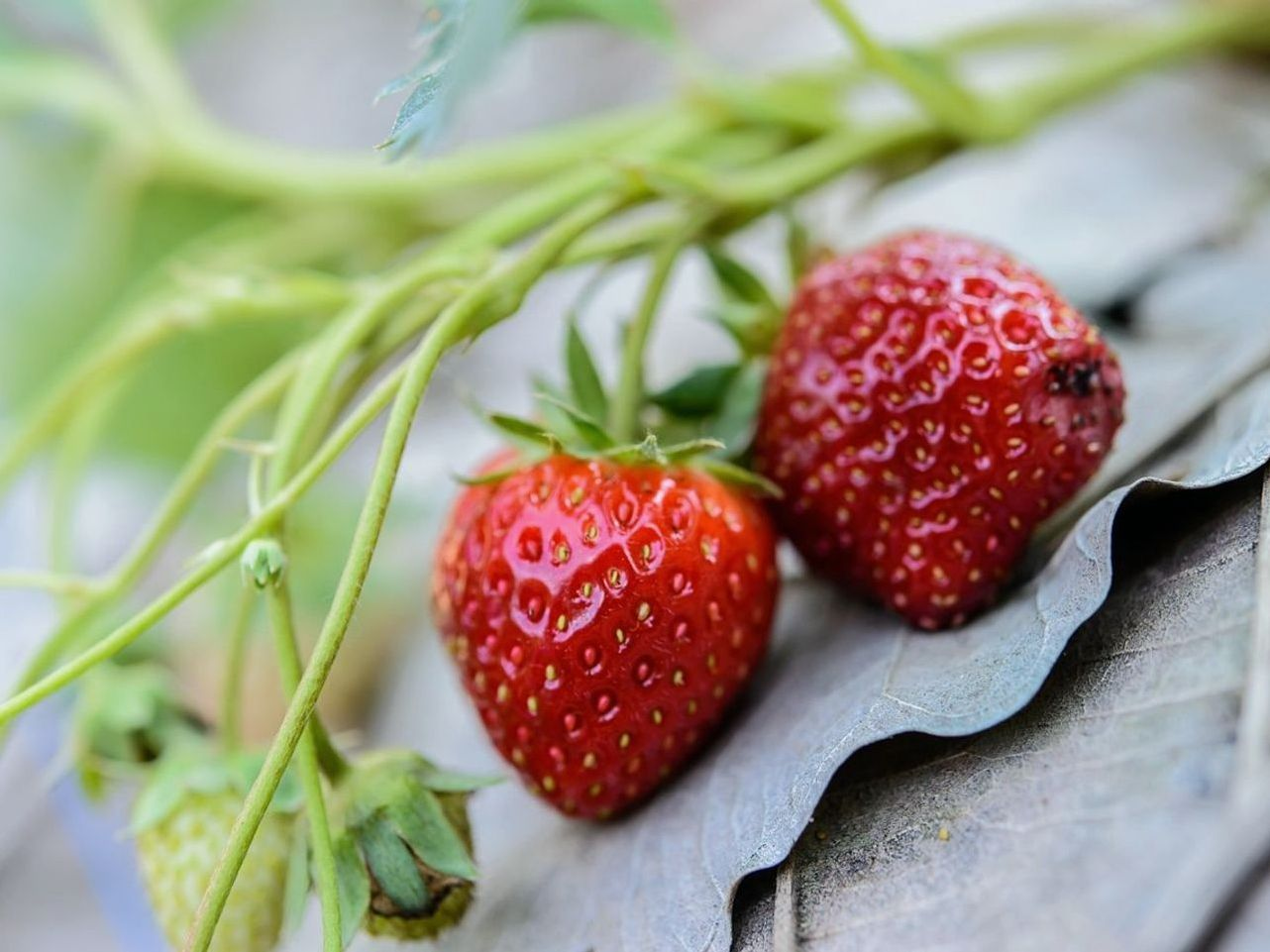 Uvas de temporada cada semana